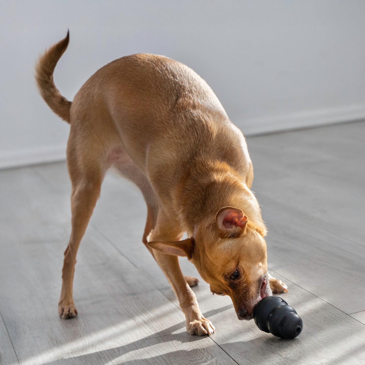 KONG Extreme Enrichment/Chew Toy