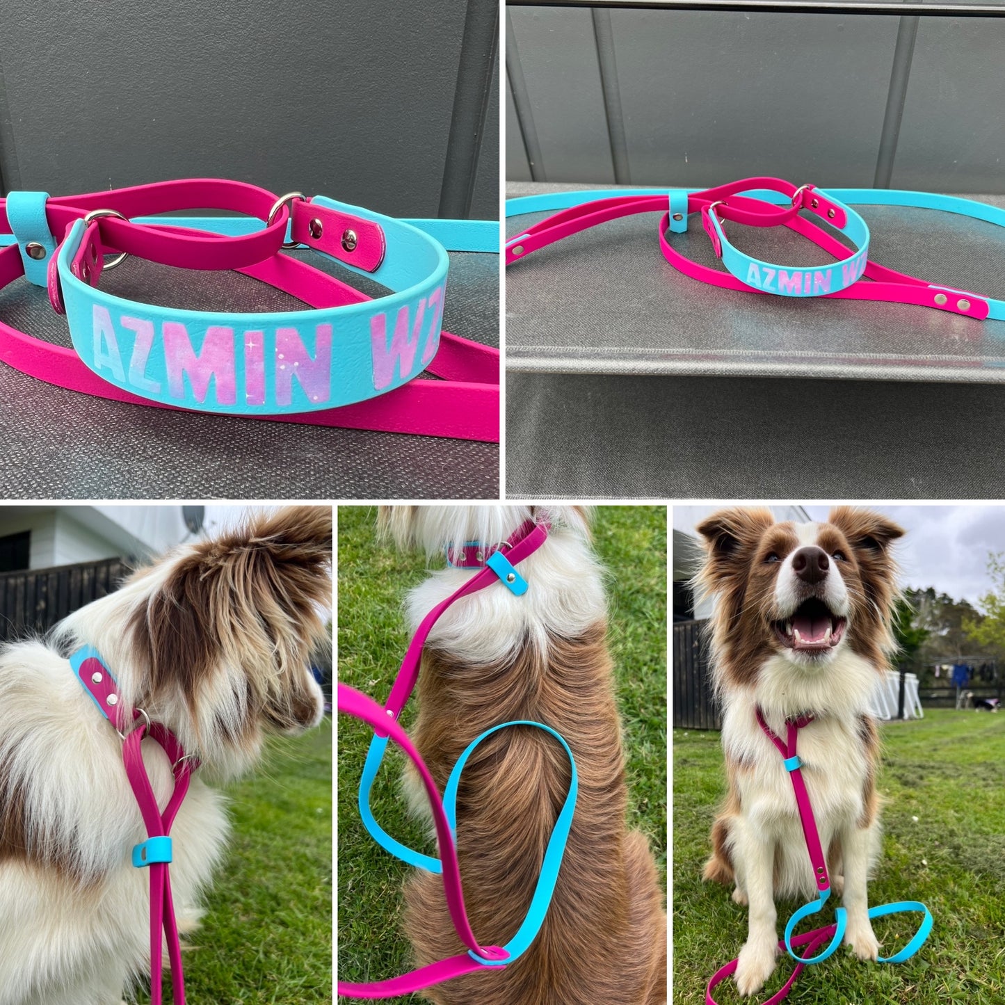 BioThane Martingale Lead - a collar and lead in one!!