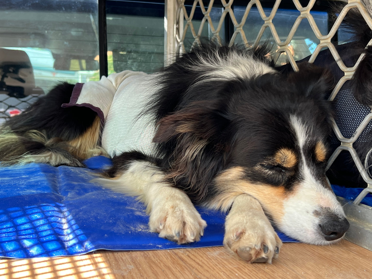 Trixie Cooling Mat