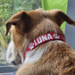 BioThane Dog Collar - Classic Buckle - Custom Single Colour