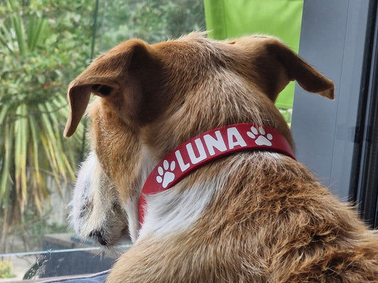 BioThane Dog Collar - Classic Buckle - Custom Single Colour