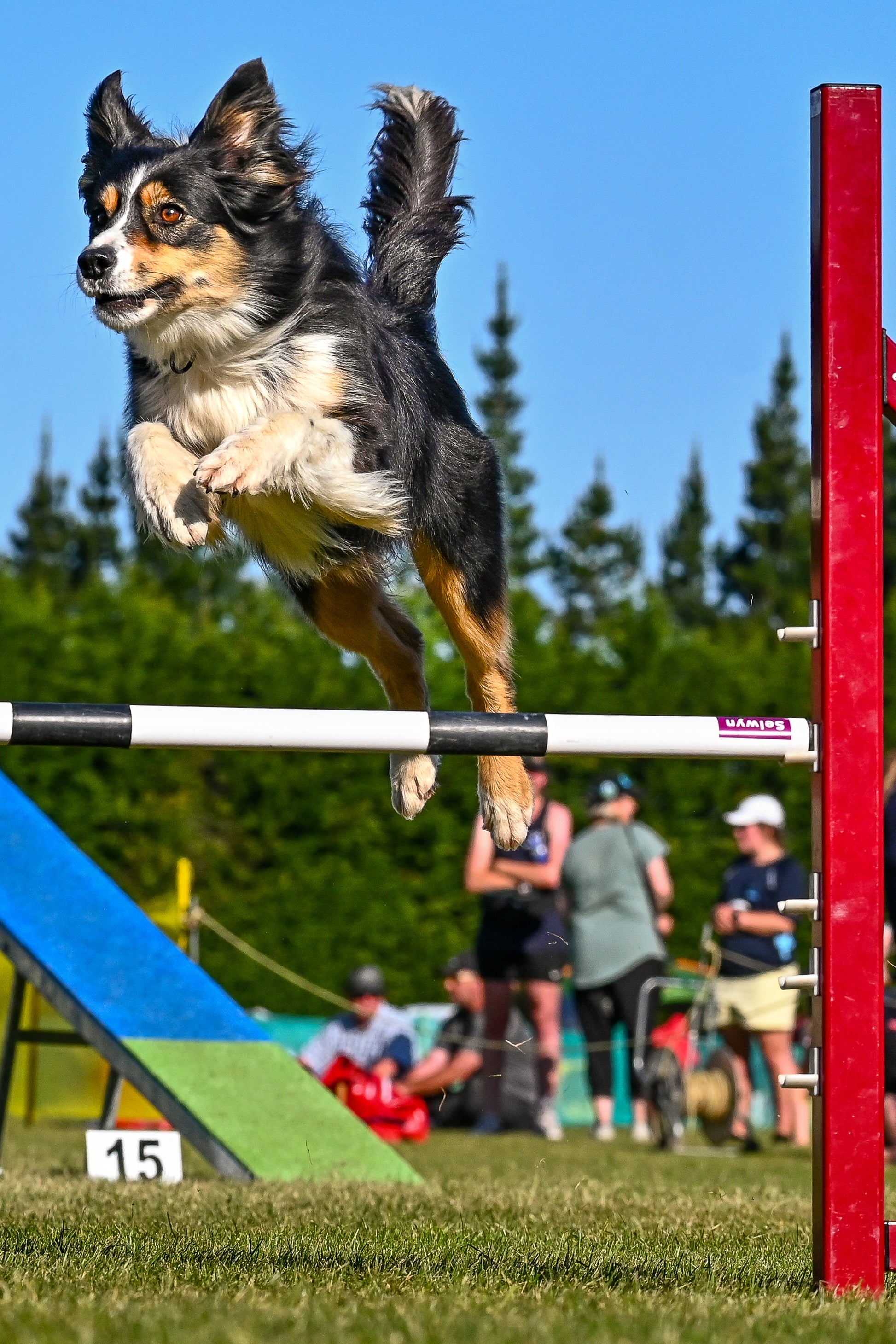ONLINE TRAINING: Foundation Agility & Tricks-Animals & Pet Supplies-Shine Pets-Shine Pets
