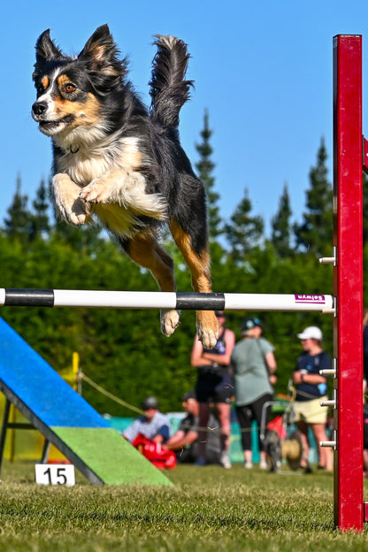 ONLINE TRAINING: Foundation Agility & Tricks-Animals & Pet Supplies-Shine Pets-Shine Pets