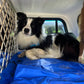 Trixie Cooling Mat