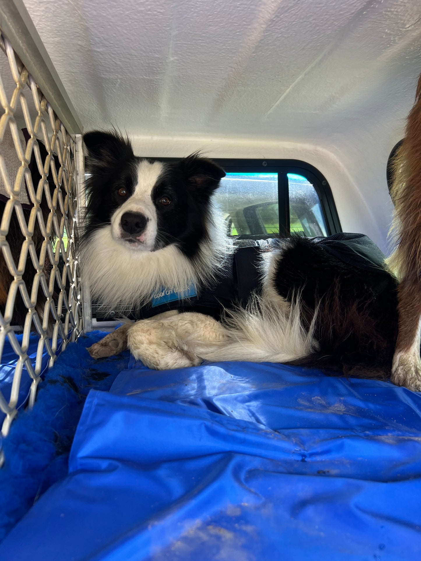Trixie Cooling Mat