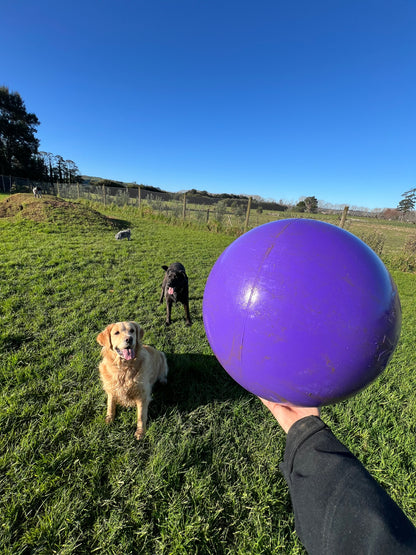 Jolly Ball Push N Play