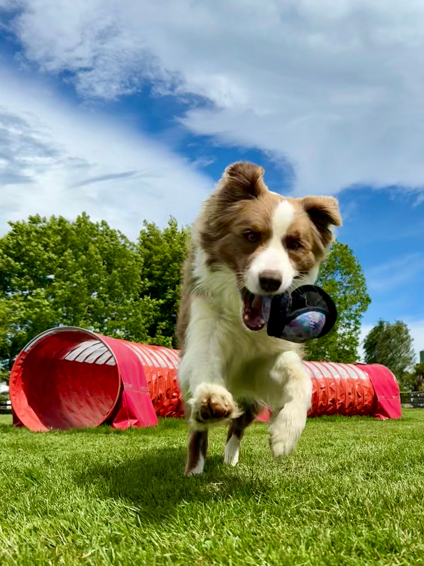 Puppingtons Pods - Food Training Toy