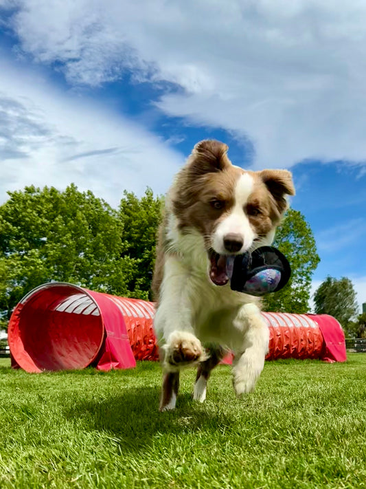 Puppingtons Pods - Food Training Toy