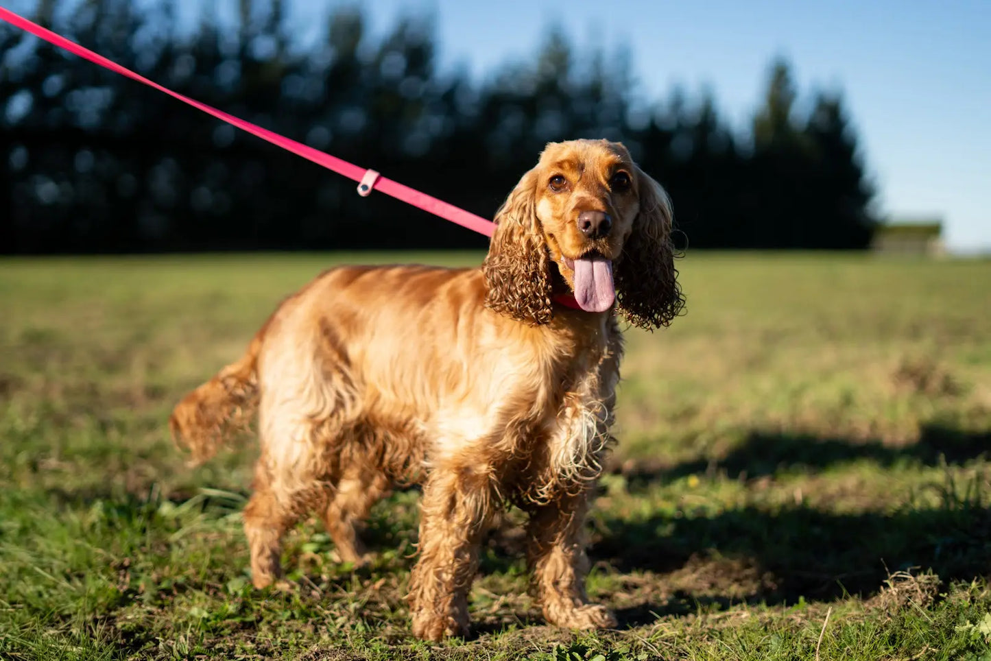 BioThane Dog Slip Lead