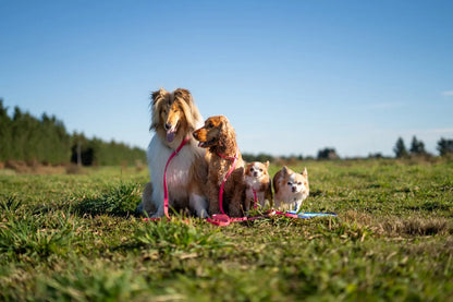 BioThane Dog Slip Lead