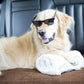 Waterproof Car Seat or Couch Cover-Accessories-Brolly Sheets-Black-Shine Pets