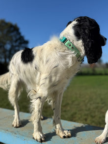 BioThane Dog Collar - Custom Two Colour with Single Width