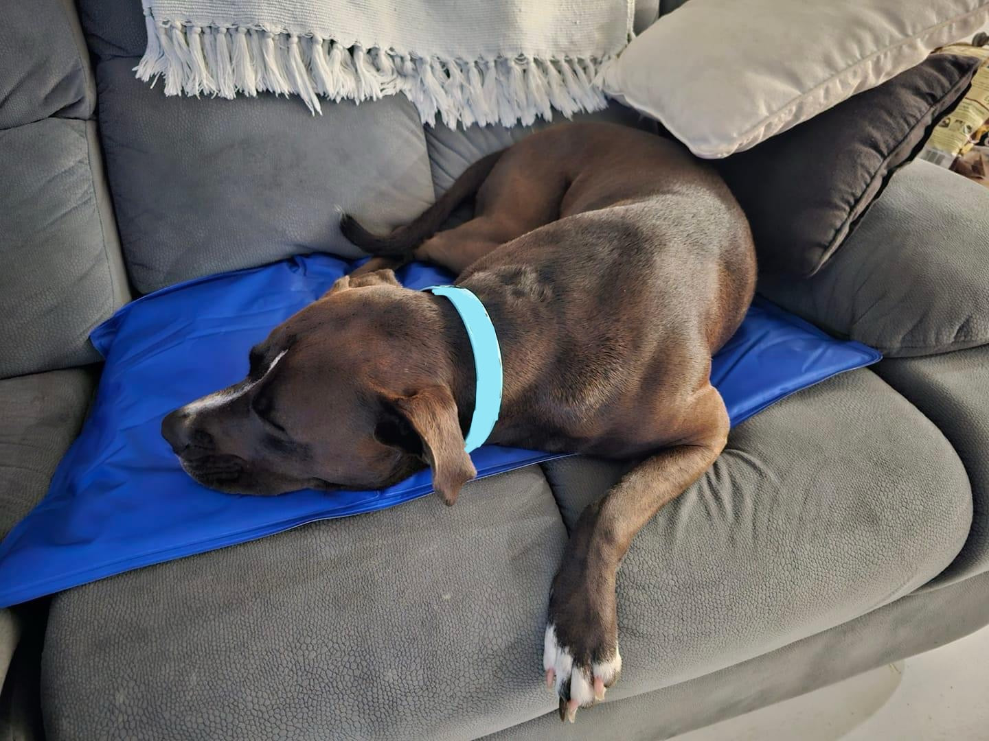 Trixie Cooling Mat **25% OFF**-Brooklands-Medium 50x40cm-Shine Pets
