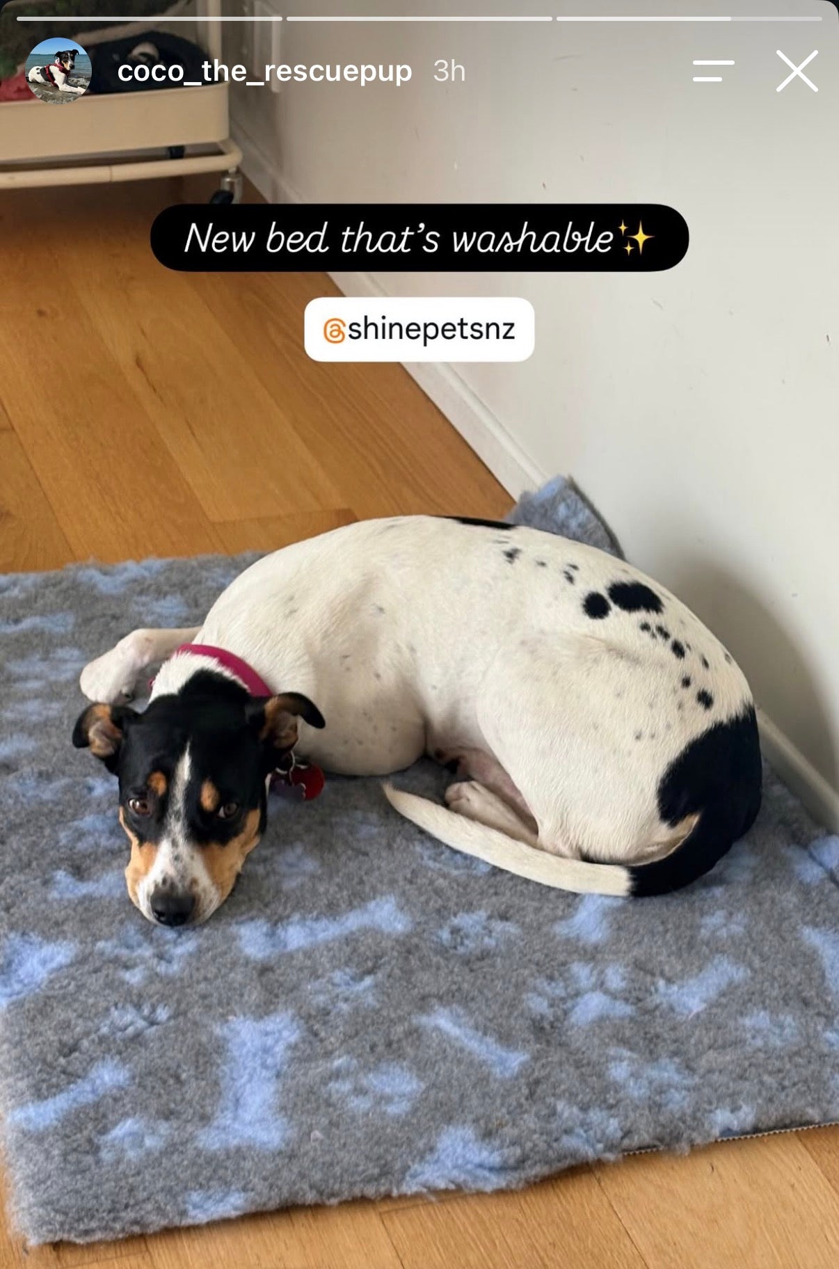 Drybed Mat/Vet Bed