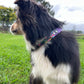 BioThane Custom Buckle UV Printed Dog Collar WITH ACCENT 🤩