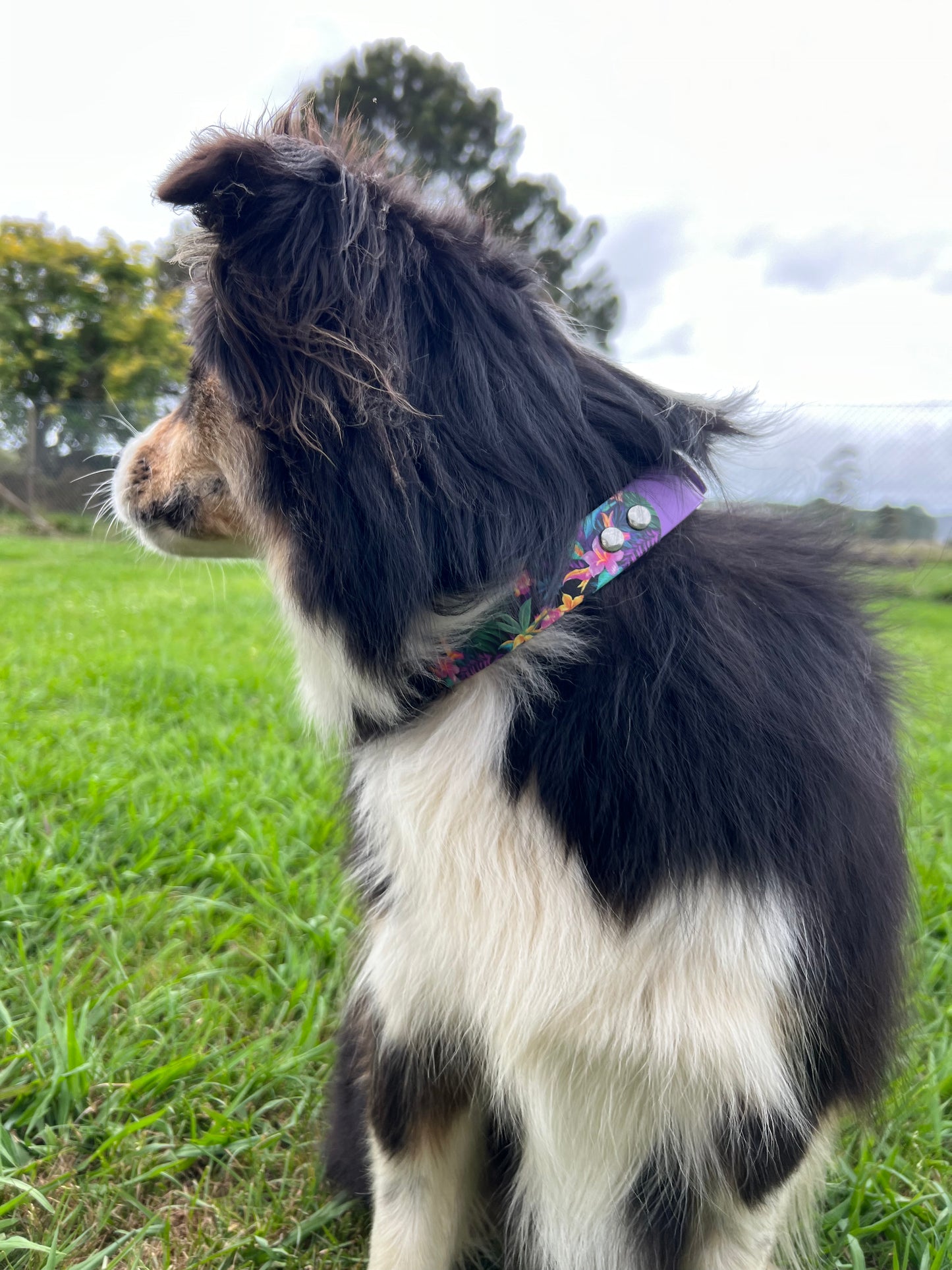 BioThane Custom Buckle UV Printed Dog Collar WITH ACCENT 🤩