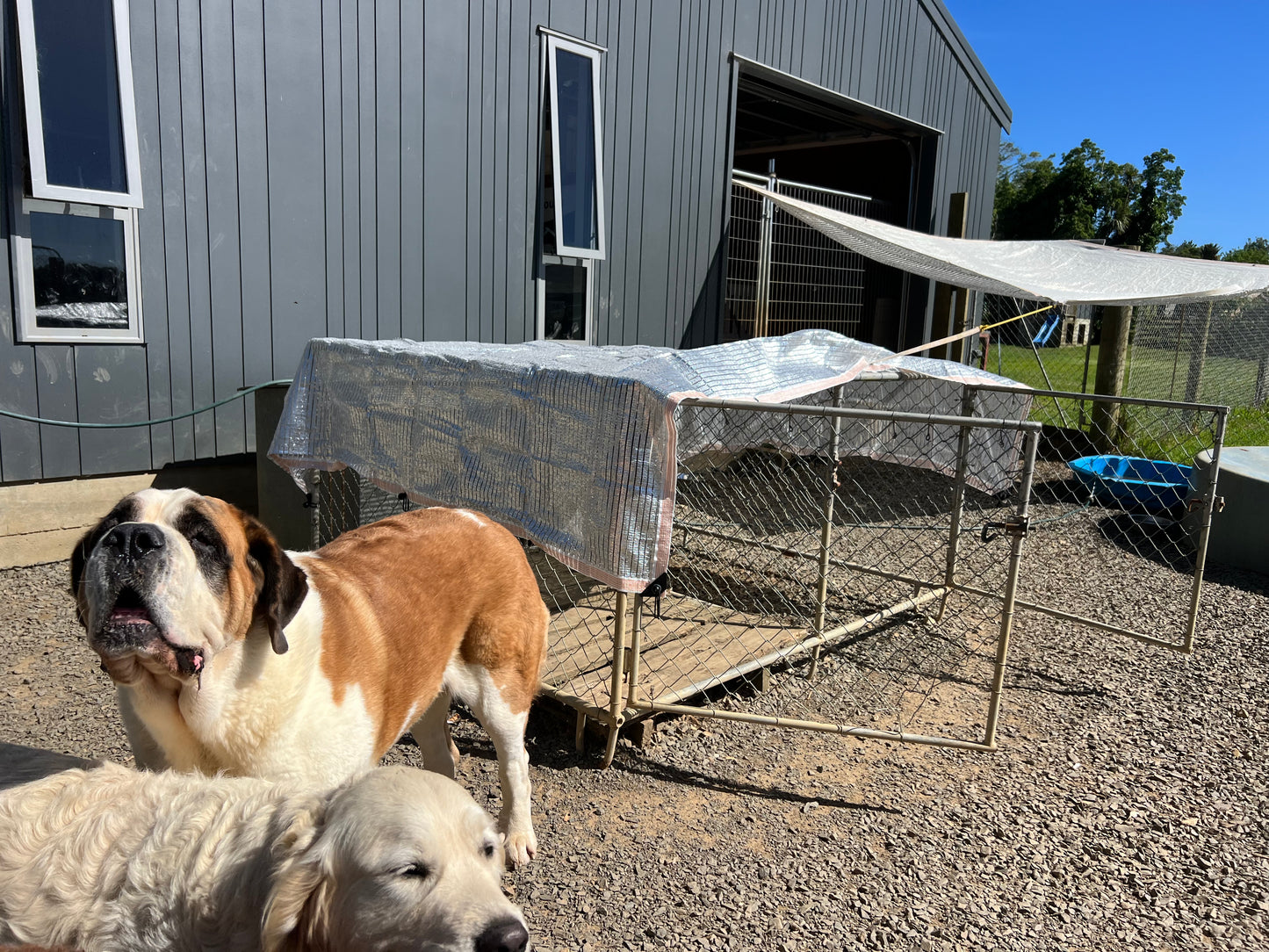 Kennel sun shade clearance