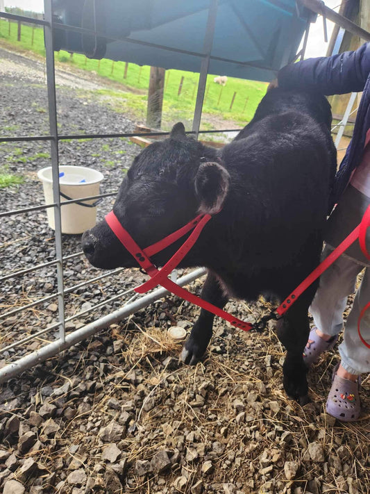 BioThane CALF Halter (custom made & waterproof)