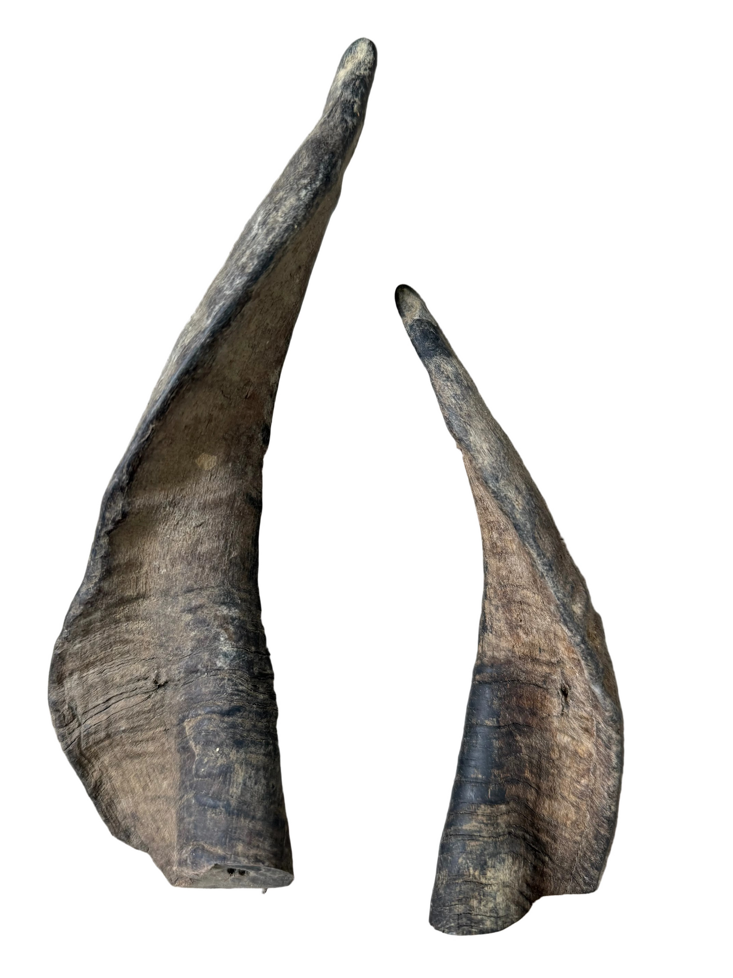 Goat Horn