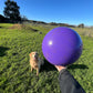 Jolly Ball Push N Play