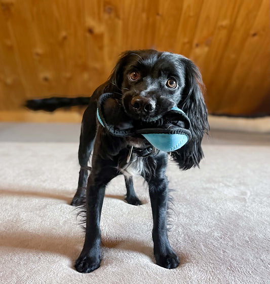 Puppingtons Pods - Food Training Toy