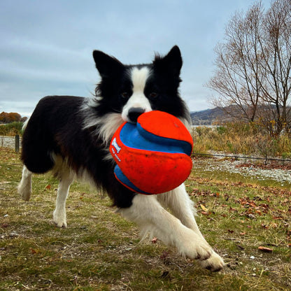 Kick Fetch Ball