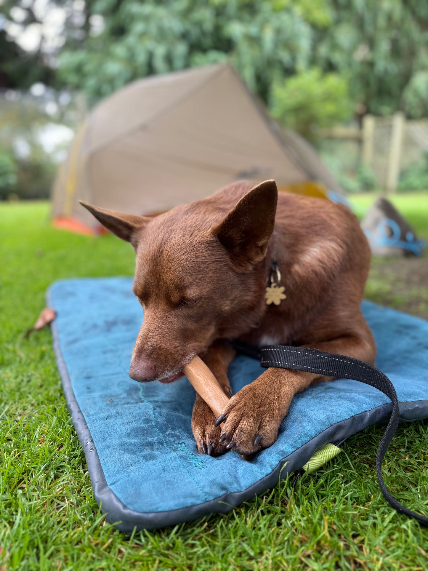 Primal Smokey Lamb Treats