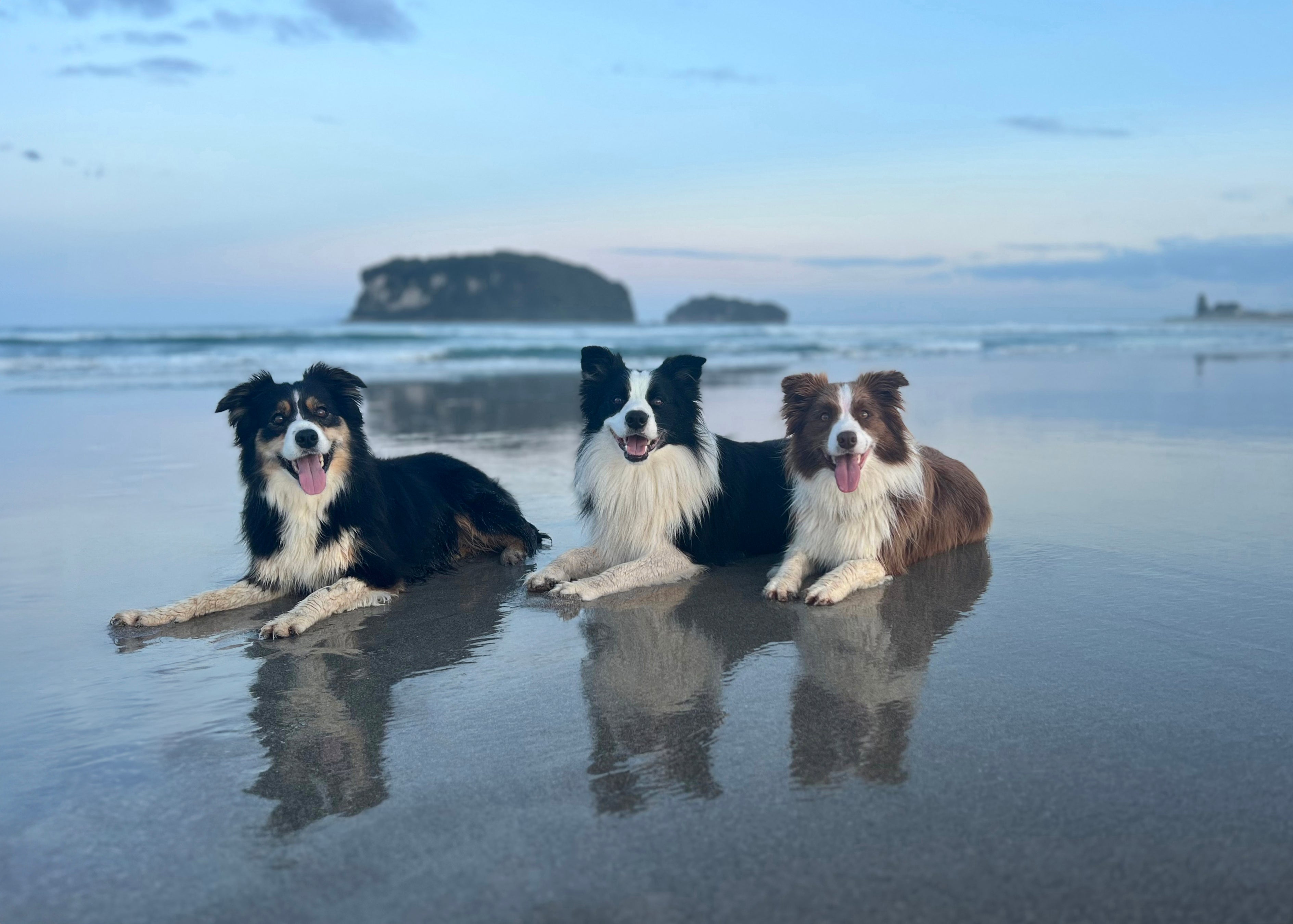 The Home of Pet Supplies in NZ Pet Store NZ Shine Pets