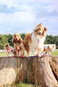 BioThane Dog Slip Lead