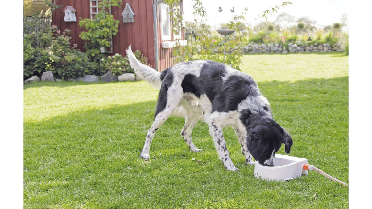 Automatic Outdoor Water Trough 1.5L Shine Pets