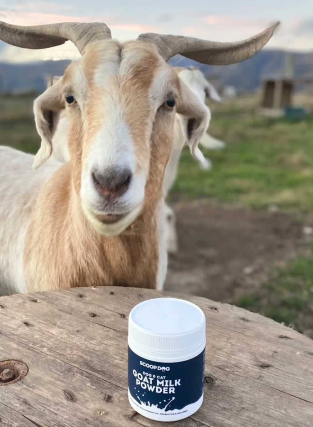 Goat Milk Powder - Scoop Dog
