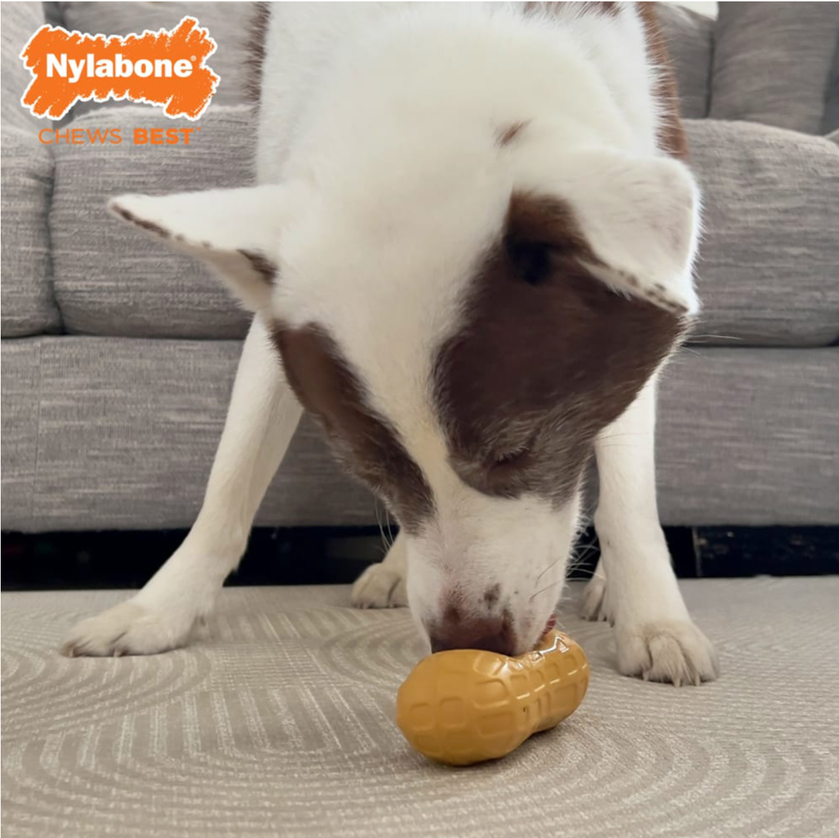Nylabone Strong Chew Fillable Peanut Treat Toy