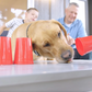 Dog's Best Friend Game