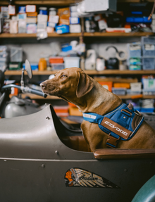 EzyDog Harness Convert Denim - Medium