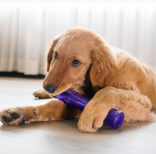 KONG Squeezz Crackle Stick