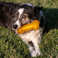 KONG Squeezz Crackle Bone