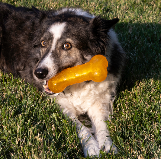 KONG Squeezz Crackle Bone