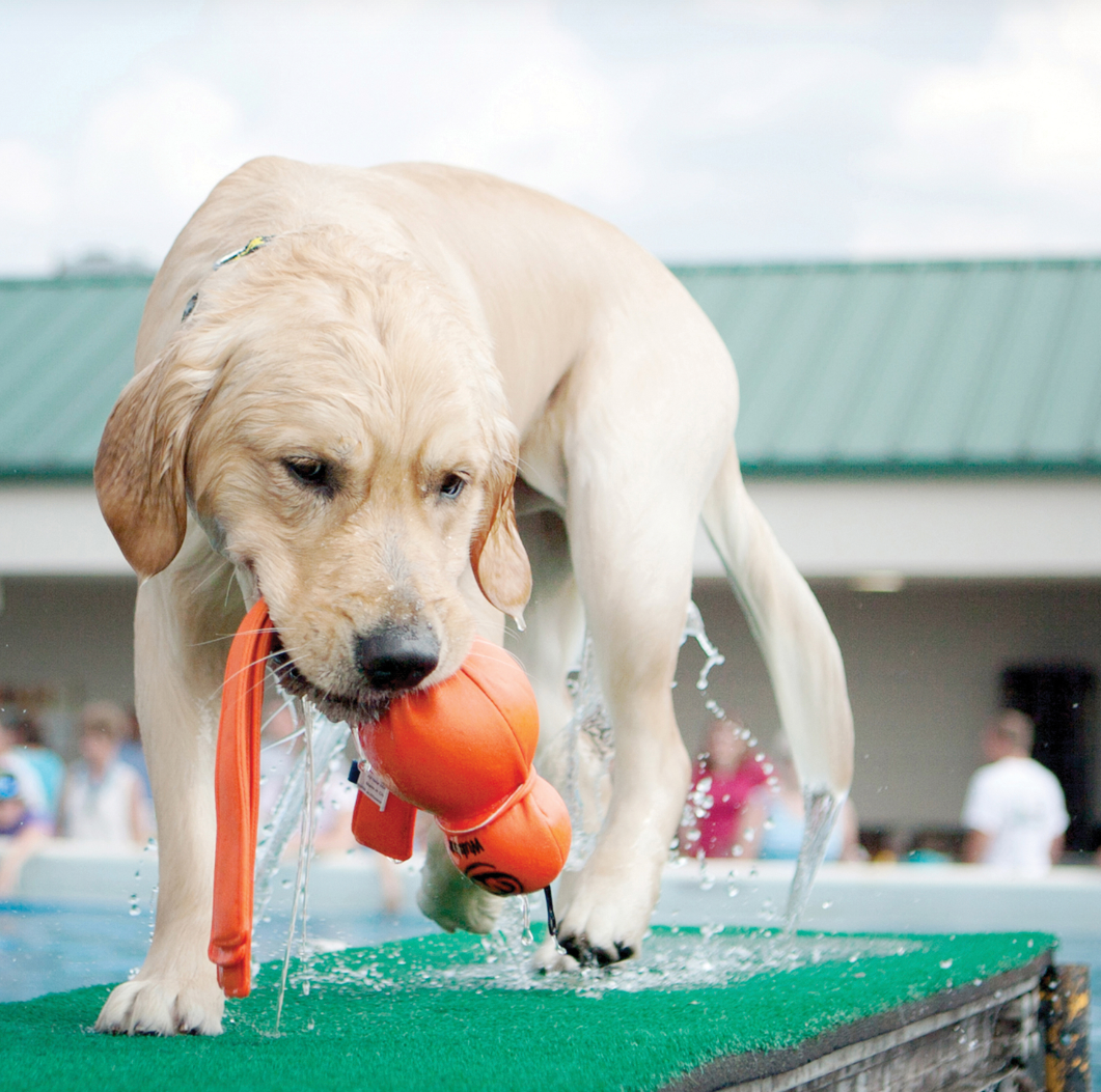 KONG Wet Wubba