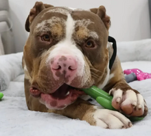 Cactus Cowboy | Happy Staffy Co Chewzilla® Dog Chew Toy