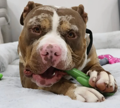 Cactus Cowboy | Happy Staffy Co Chewzilla® Dog Chew Toy