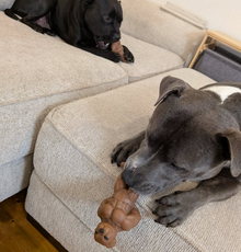 The Staffianator | Happy Staffy Co Chewzilla® Dog Chew Toy