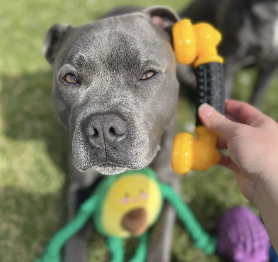 Power Chew Phone | Happy Staffy Co Power Chewers Dog Toy