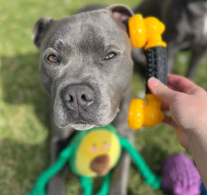 Power Chew Phone | Happy Staffy Co Power Chewers Dog Toy