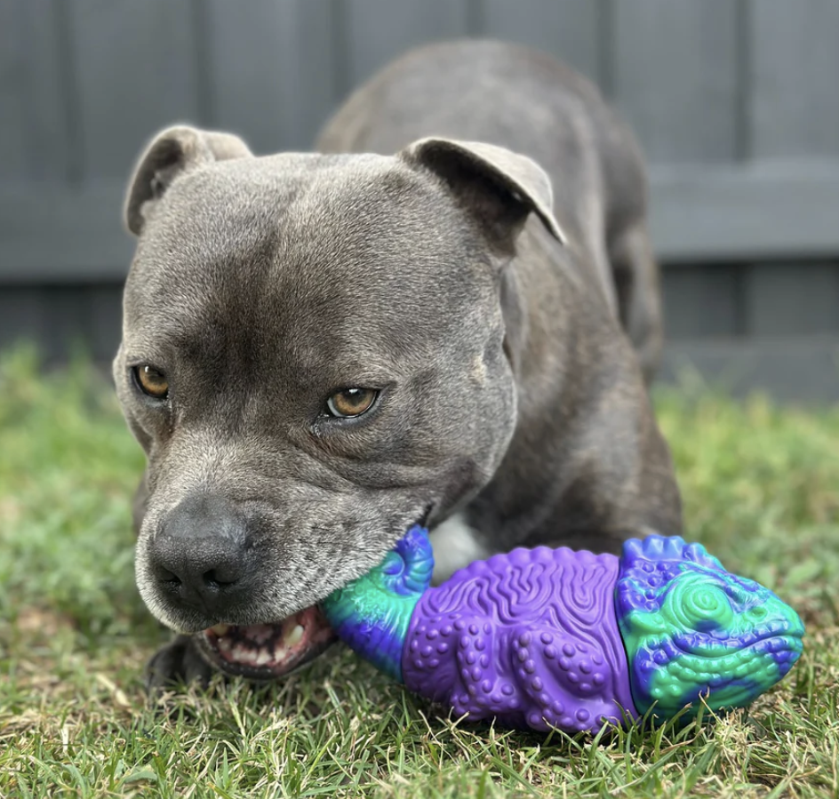 Camo The Chameleon | Happy Staffy Co Power Chewers Dog Toy