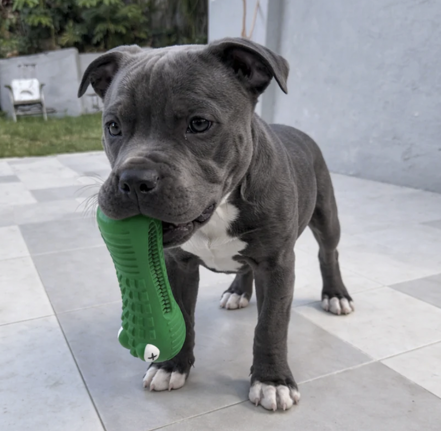Crocodile Dental Chew | Happy Staffy Co Power Chewers Dog Toy