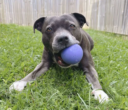 Happy Staffy Duraball | Happy Staffy Co Interactive Dog Toy