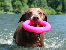 Ruff Dawg Ring
