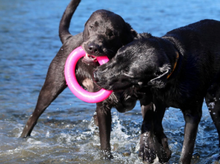 Ruff Dawg Ring