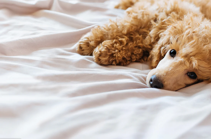 WATERPROOF FLAT SHEETS – FOR PETS (from Brolly Sheets)