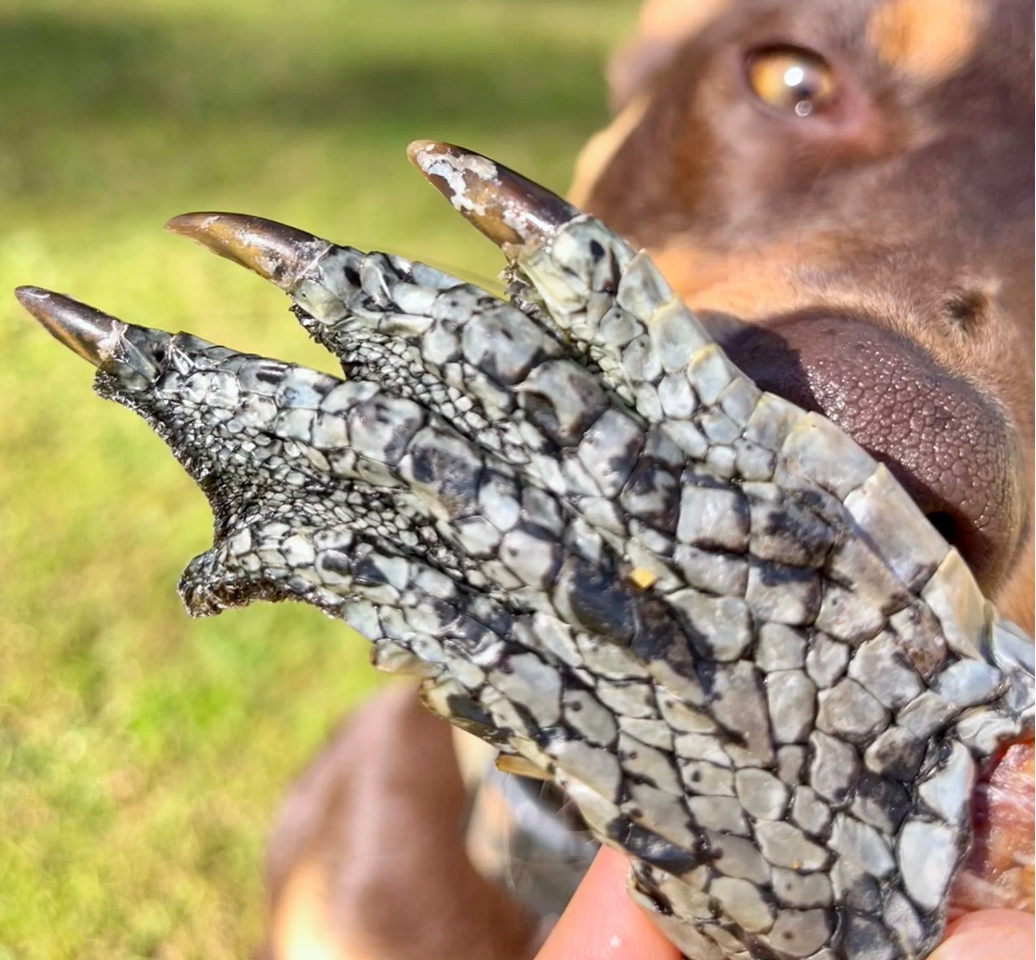 Got Crocs - Crocodile Feet